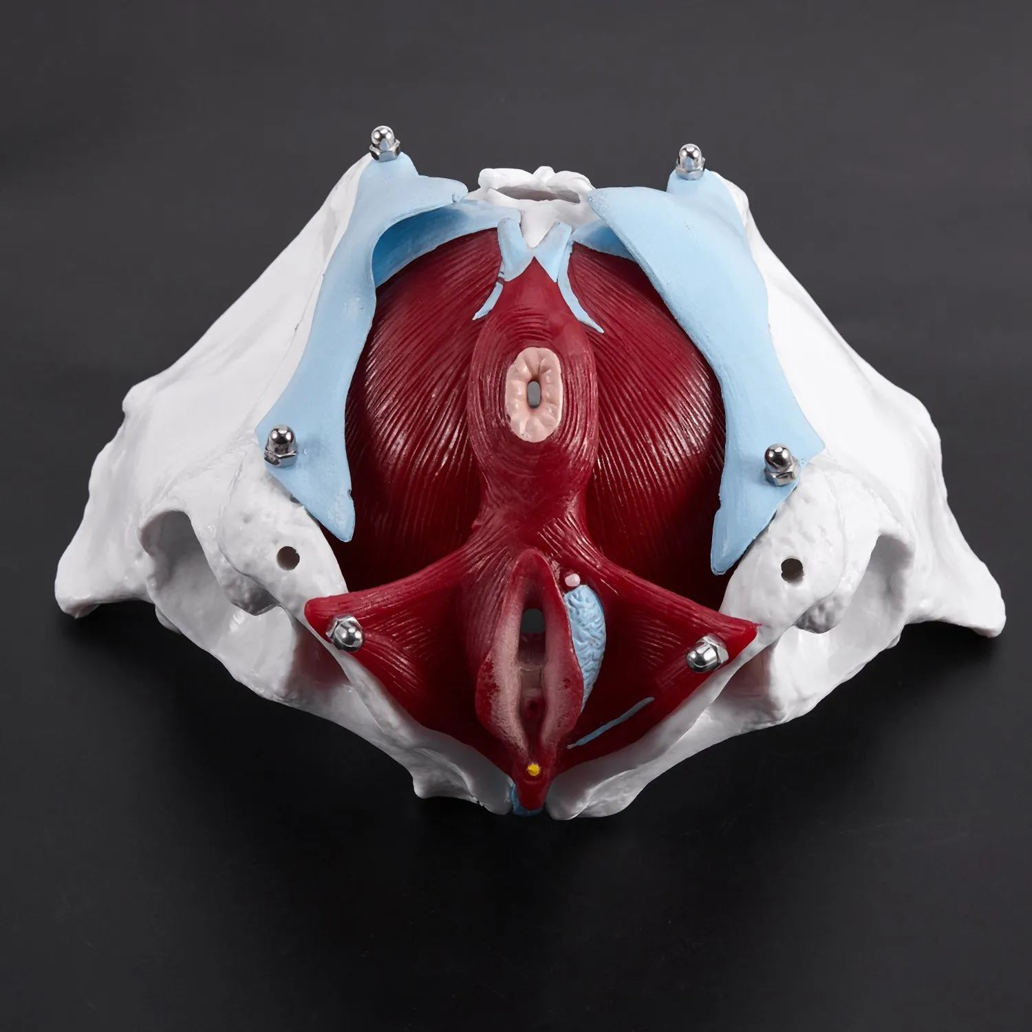 ABBN-модель женского таза и репродуктивных органов, женский мочевой пузырь, реабилитация мышц тазового дна, анатомическая модель