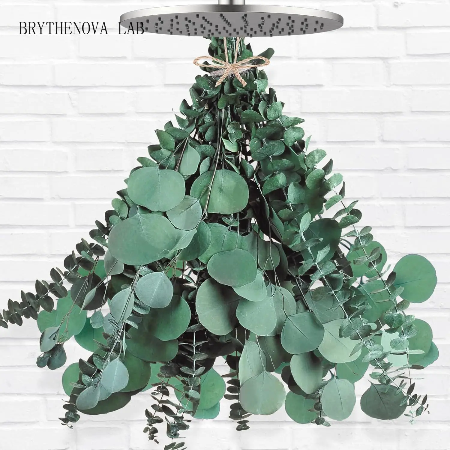 12 Pcs Large Dried Eucalyptus & Silver Dollar Leaves Plants Bundle Shower Hanging Bathroom Decor Garland Greenery Plant