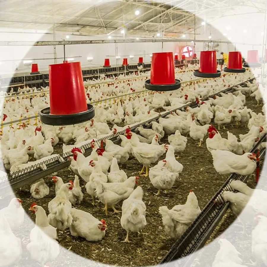Equipo moderno de cultivo de aves de corral completamente automático para cría de pollo, cobertizo/casa de pollo, comederos eficientes para pájaros y pollos