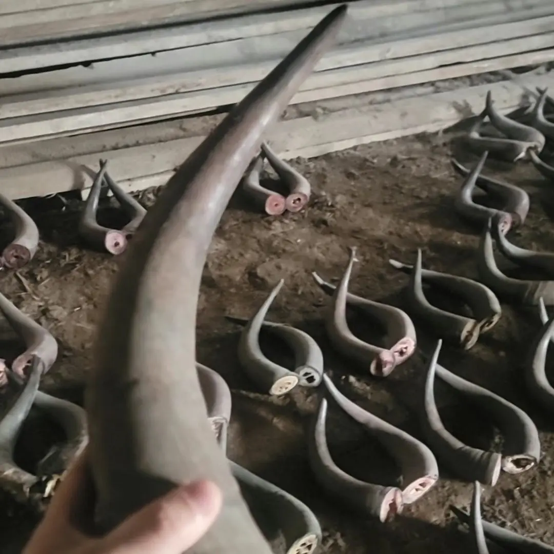 Single Piece 35-45cm Tibet Plateau Black Yak Horn  Removed Core Horn Blanks, Natural Raw Material with Minor Defects