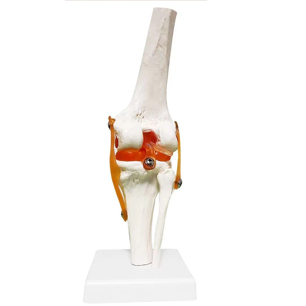 Human Knee Joint Anatomy Model 1:1 Lifesize Medical Science Teaching Resources Dropshipping Anatomia Humana Cassroom Supplies