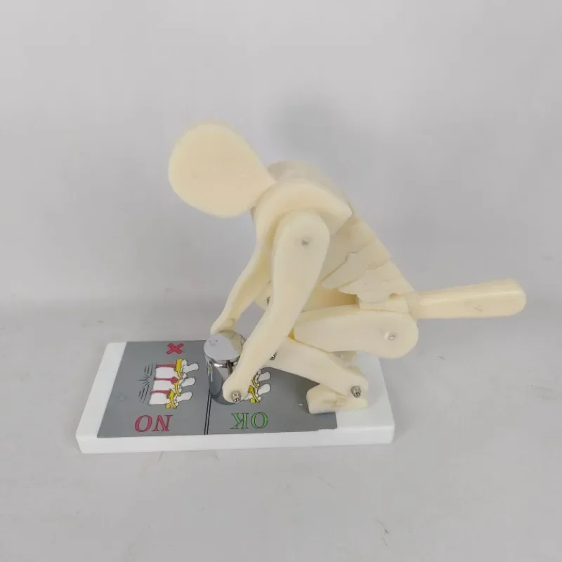 

Demonstration Model of Spine and Lumbar Stress during Human Weightlifting Lifting Health Operation Fitness Demonstration