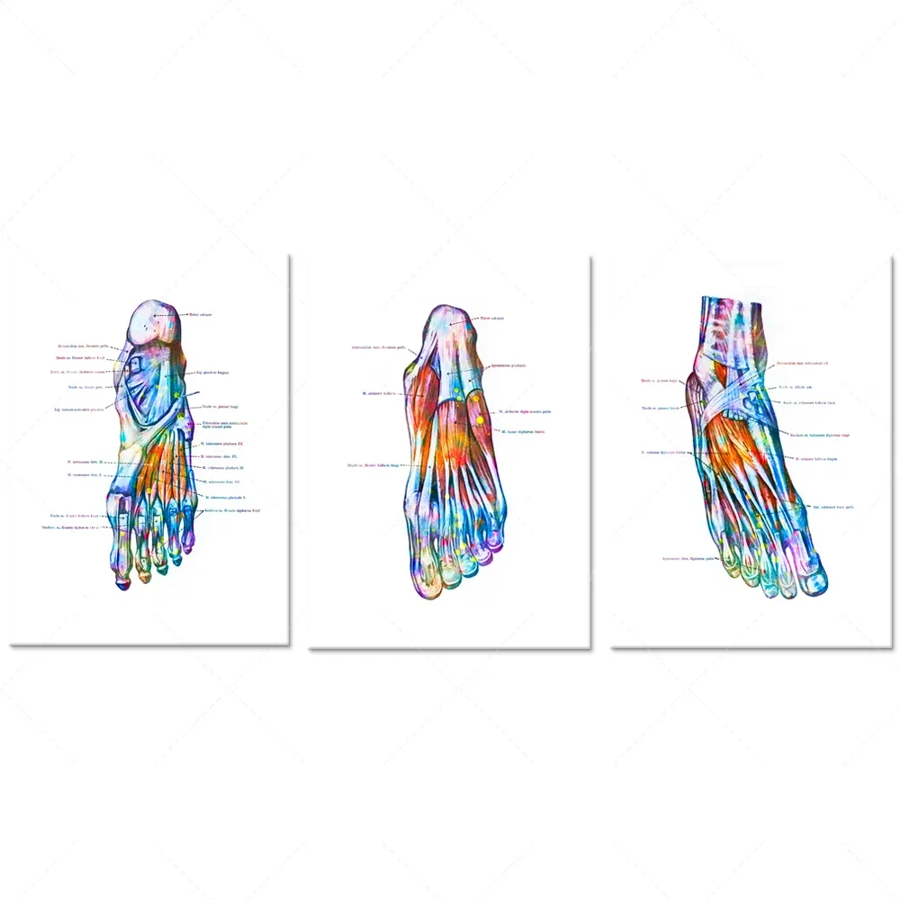 Foot muscle poster Anatomique Footprint Human Anatomy Art Medical Decoration Podiatric Art Chiropractor Gift Surgeon Gift Clinic