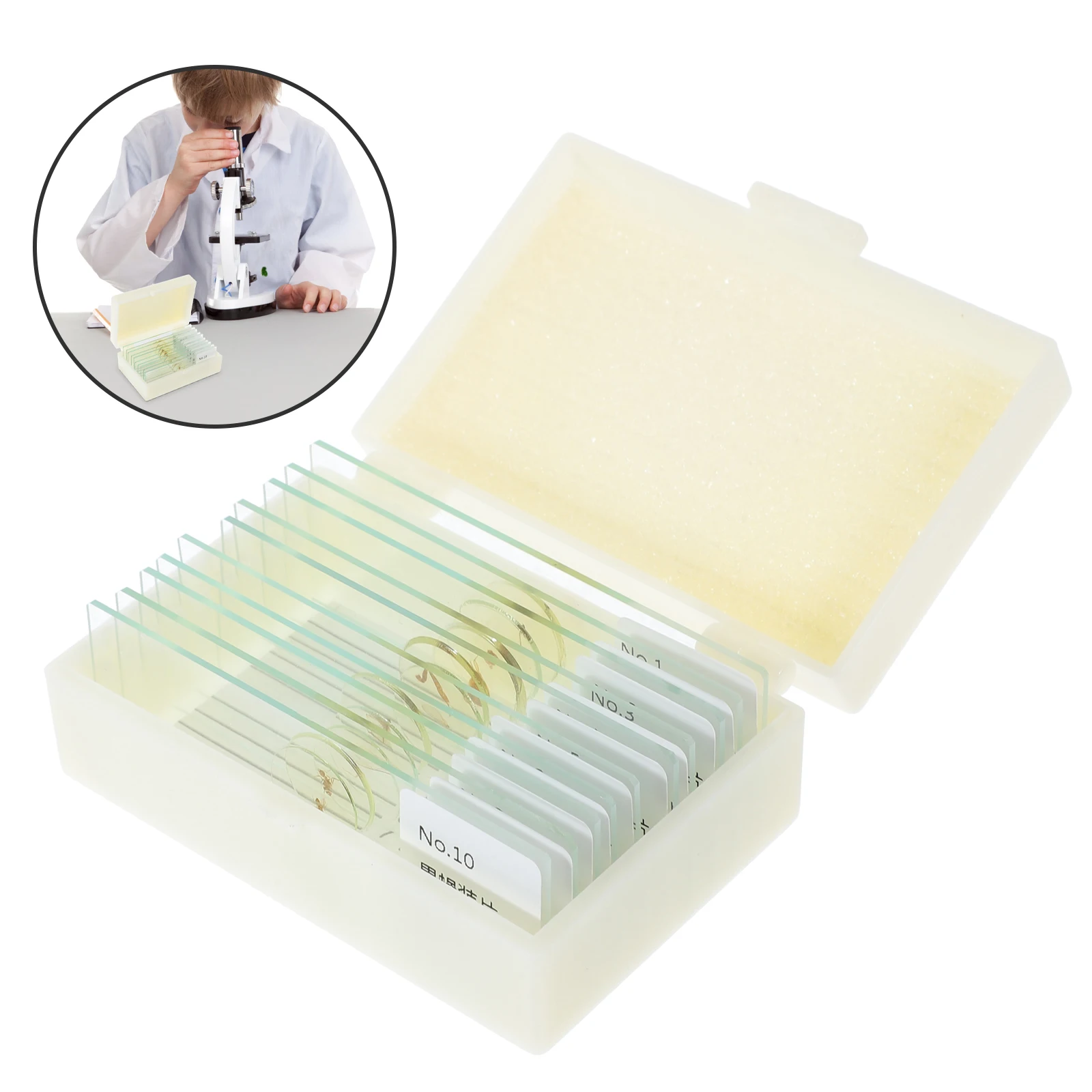 Рисунок 5 - предметные стекла для насекомых