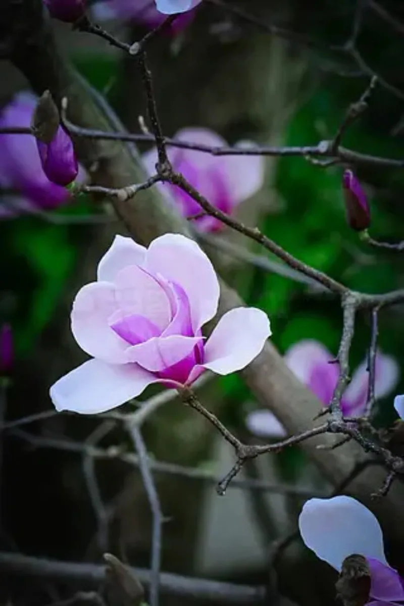 

IFlight Nazgul Evoque F5 V2 FPV Frame Kit 5inch F5D / F5X HD / Analog（Squashed-X / DeadCat）with 6mm Arm for RC Racing Drone