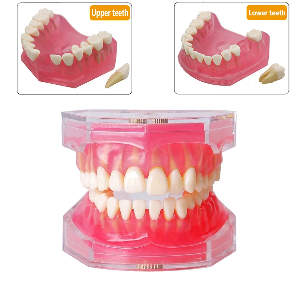 

Dentistry Teaching Studying Demonstration Teeth Model Removable teeth Dental Model With Removable Teeth Jaw Typodont Soft Gum