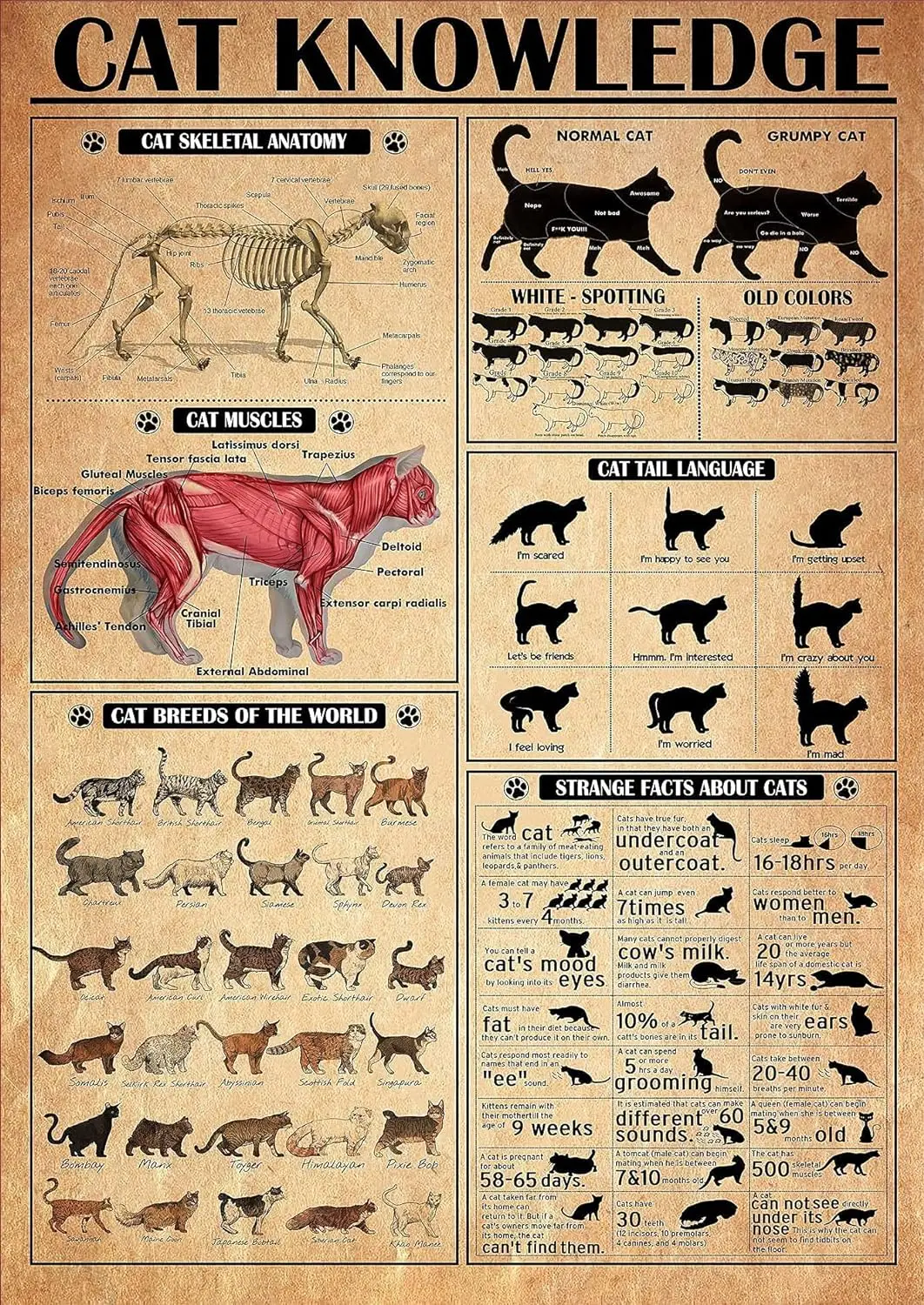 Affiche métallique en étain sur l'anatomie du chat, les muscles du chat, les races du monde et les informations sur le chat