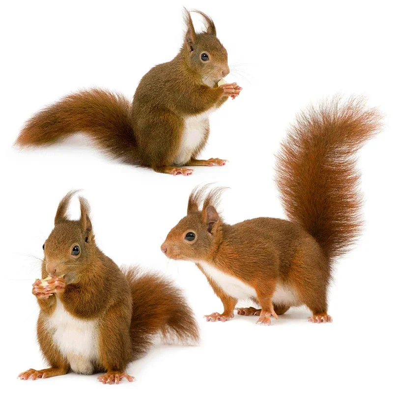 Witty and Lovely Little Squirrel Animal Sticker Kid's Bedroom Decoration Funny Decal Room Decoration