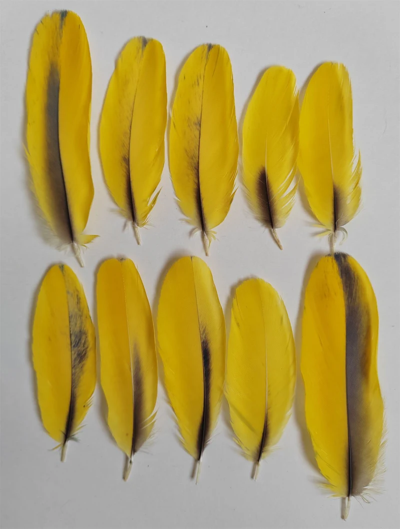 

10 шт. яркие желтые перья для попугая, перья для оперения попугая, длина 7-10 см, верхние перья, используемые для рождественского работ