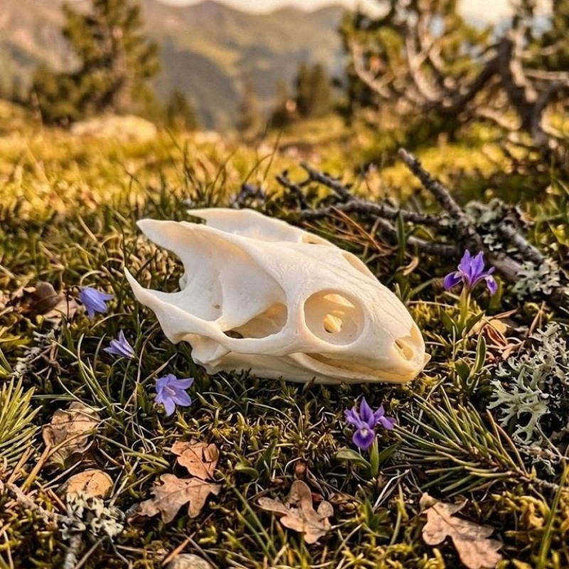 Wholesale 1-100pcs Real Turtle Skull Specimen, Small Reptile Oddity, Curiosity Cabinet Decor, Dark Academia Gothic Art