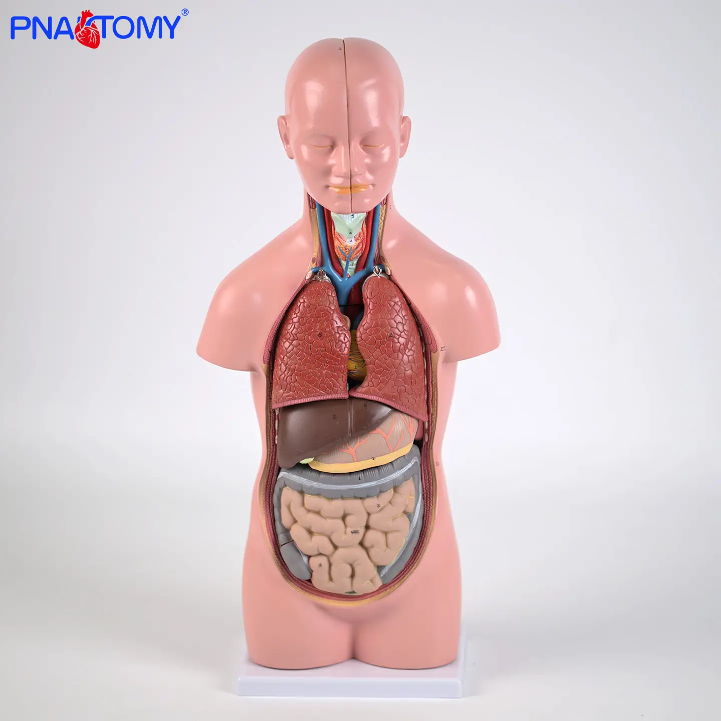 

Visceral Anatomy of 50CM Human Trunk Model Head Brain Skull Heart Liver Stomach Lung Intestine