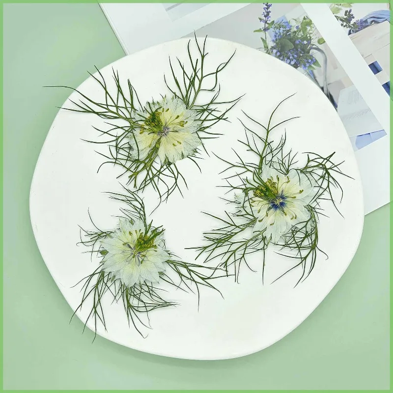 6 Piezas, Flores Secas de Nigella Sativa (Henna Negra) Prensadas Naturales, Planta Seca Fresca para Decoración de Fundas de Teléfono, Marcos de Fotos y Joyería