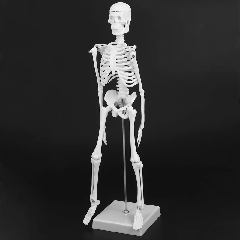 Modules d'Anatomie Humaine, 45cm, Modèle Seton, Aide à l'ApprentiCumbria