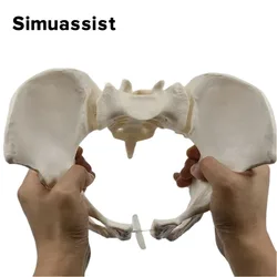 1:1 Lebensgroßes weibliches Beckenmodell, menschliches Skelettmodell, Probe, Hüftskelett, Anatomie, medizinisches Werkzeug, Schule, Skelett, pädagogisch