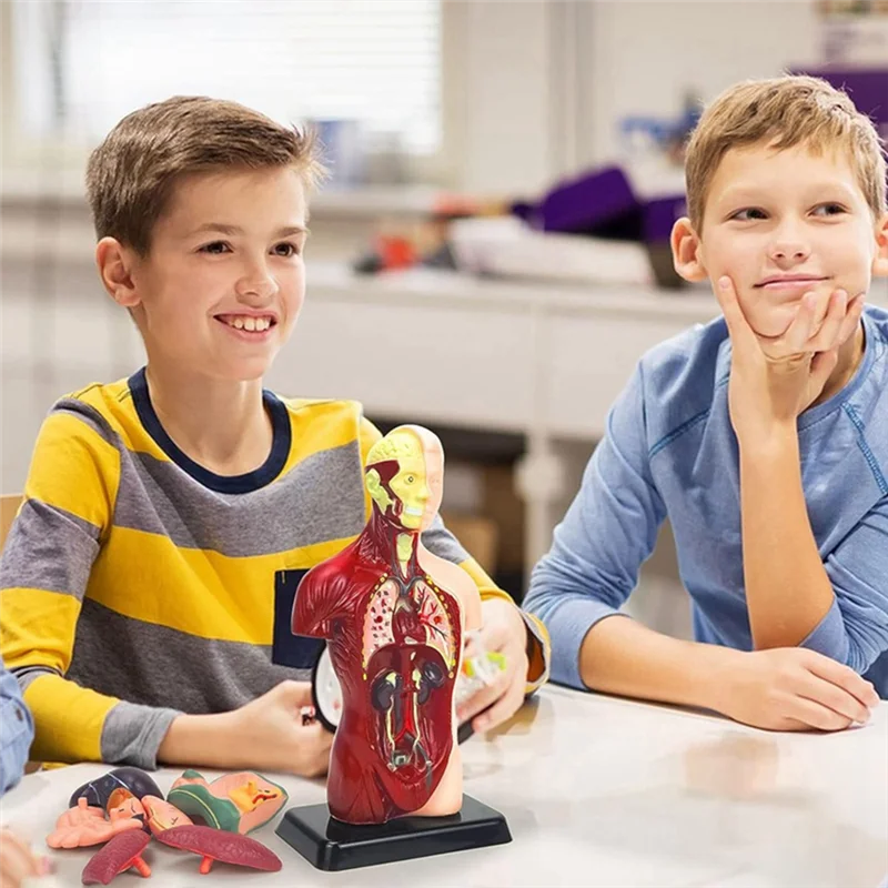 Human Body Model For Kids 11 Inch Multicolor Human Torso Anatomy Model Toys 8 Pcs Removable Anatomy Doll With Heart & Organs