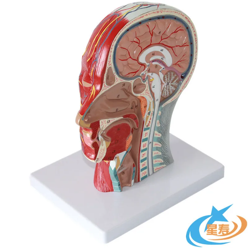 Head midline sagittal section with vascular and neural model Head anatomical model Brain model