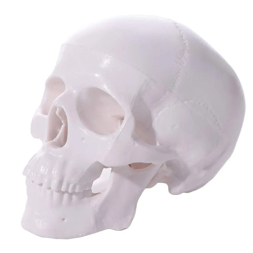 

92x99x71mm Removable Skull Model Skull Cap Convenient Human Head Model Mini Studying Anatomical Head Skull School Supplies