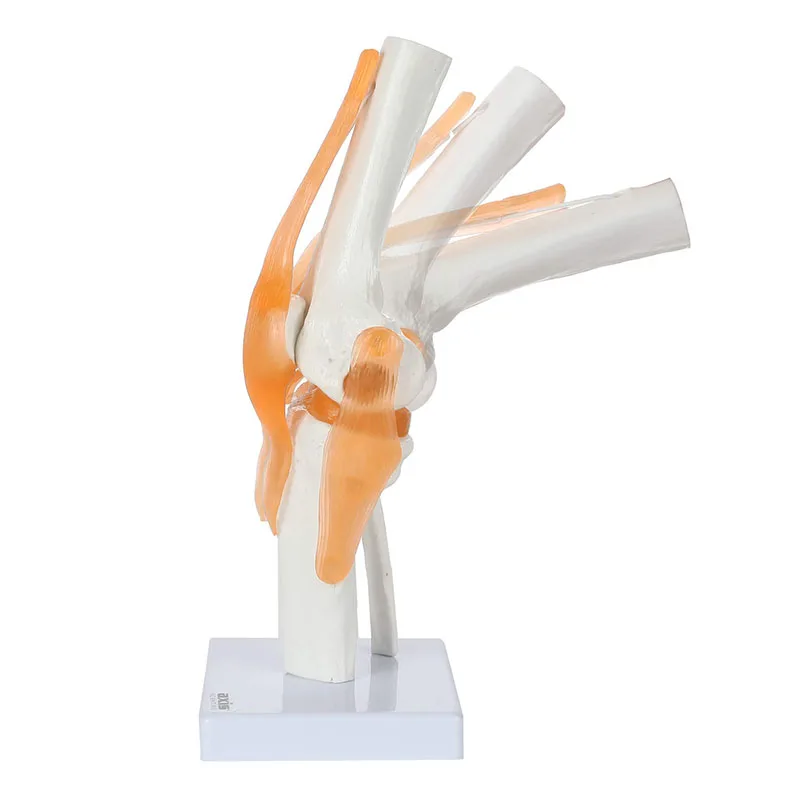 Functional Knee Model Life Size Anatomically Human Knee Joint Model with  Ligaments That Includes Base