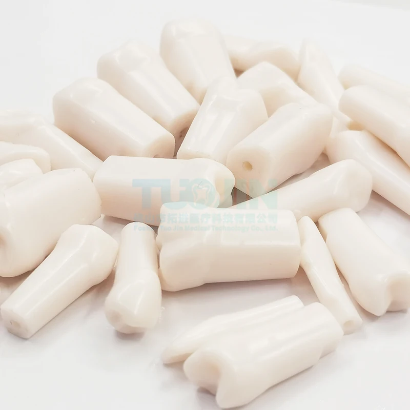 Compatible 500HGSF Dental Simulator Replacement Resin Tooth Model Screw Fixing Teeth For Dentist Study Training