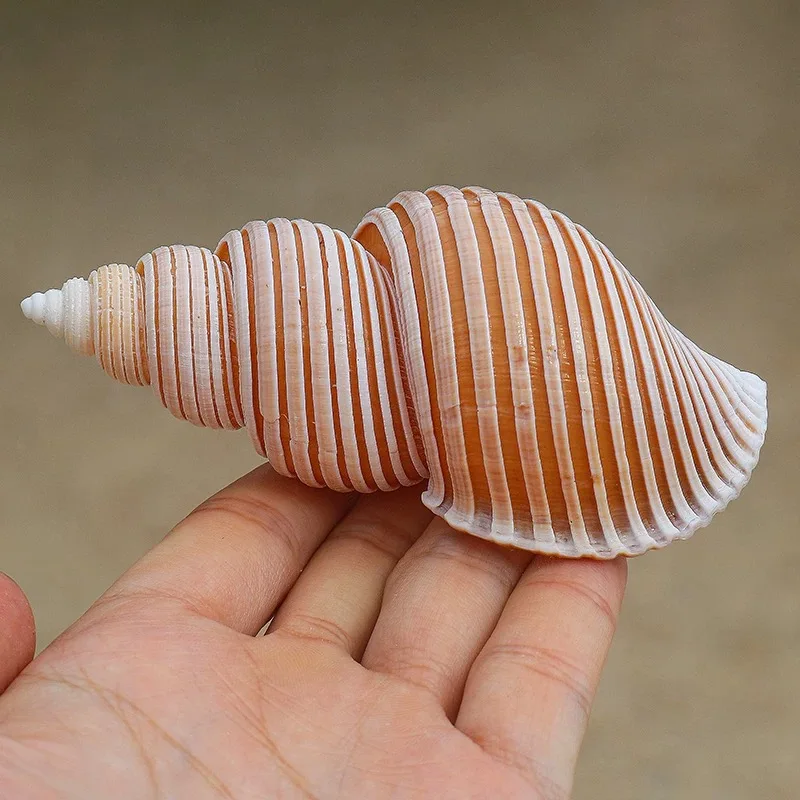 Jomon Esnail Natural raro Concha espécimen de caracol Mediterráneo colección del hogar ornamento pecera paisajismo Caracol ruso