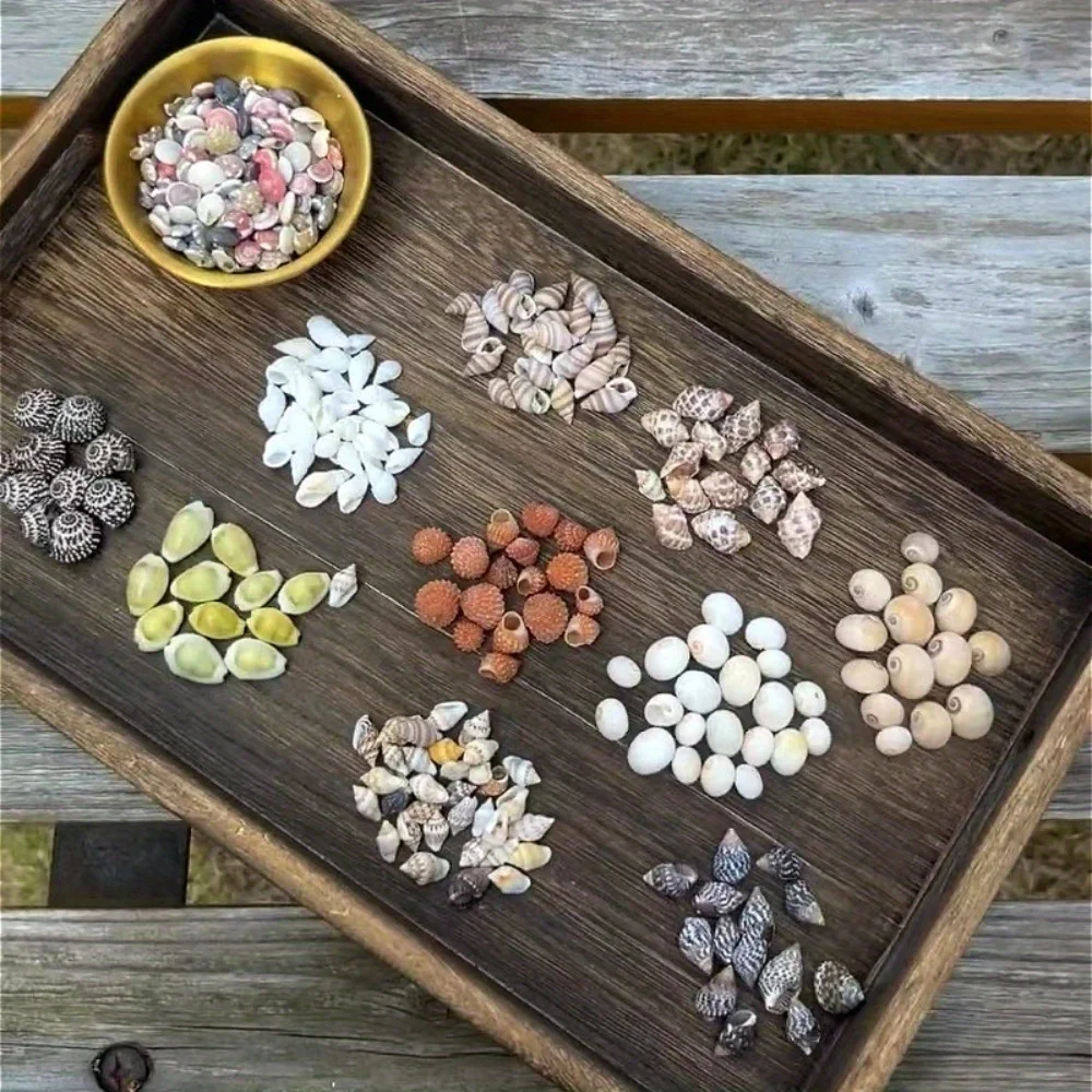 2 cajas de 11 variedades de colección de mini conchas de mar, especies mixtas para manualidades, joyería y decoración de acuario