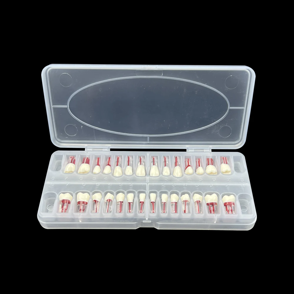 28pcs/set Dental Endodontic Teeth Model Full Mouth Root Canal Block Training Tooth Pulp Cavity Study Model Produkty stomatologiczne