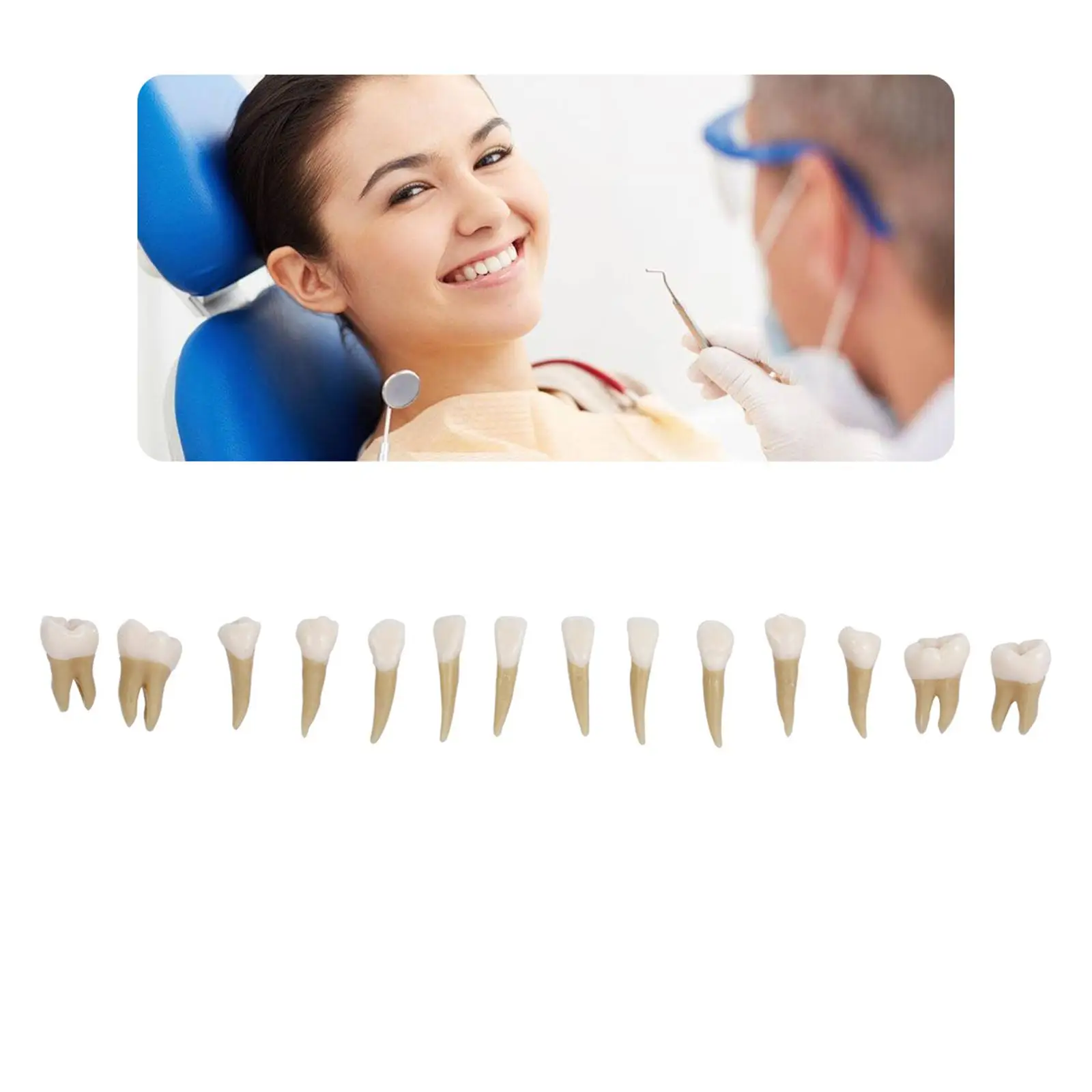 Dental Teaching Model 28 Permanent Teeth Educational Resin Demonstration Kit for Lab and Oral Hygiene