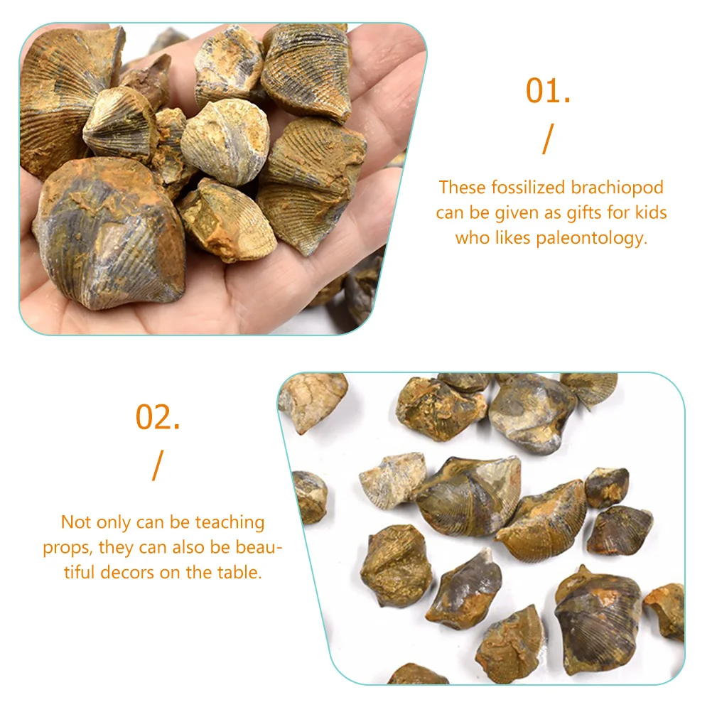 

Brachiopod Stones Crystals nament Teaching Tool Paleontology Decoration Classroom Student Gift Safe Use