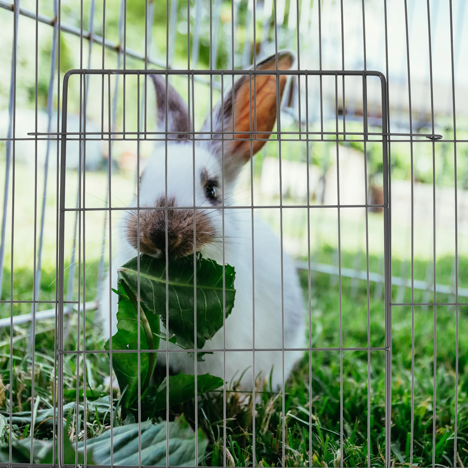

Cat Cage Net Door Gate Panel Playpen DIY Dog Crate Small Metal Wire Fence Pet Accessories for Cats Dogs Rabbits Hamsters