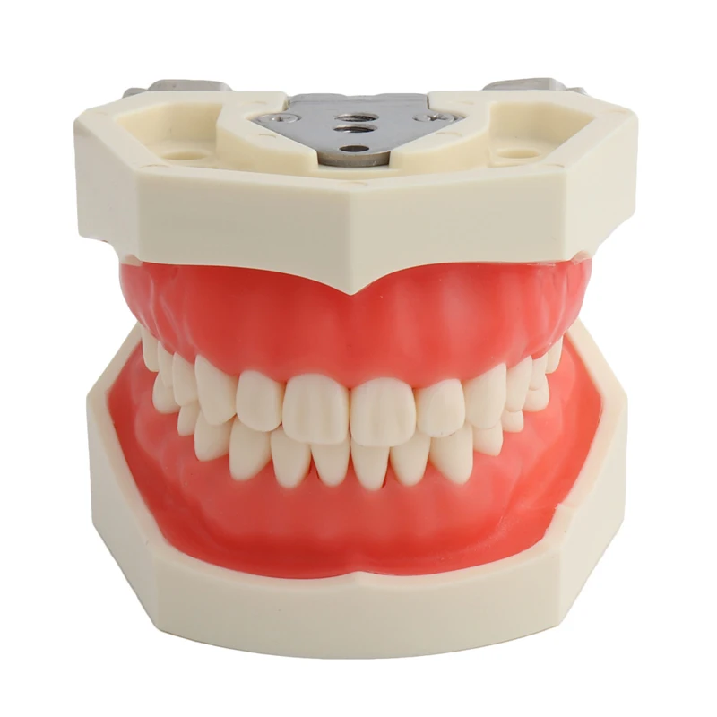 1Pcs Dental Standard Tooth Model With Removable 28/32 Screw-In Teeth Gum Teeth Jaw Teaching Models Dental Typodont Model