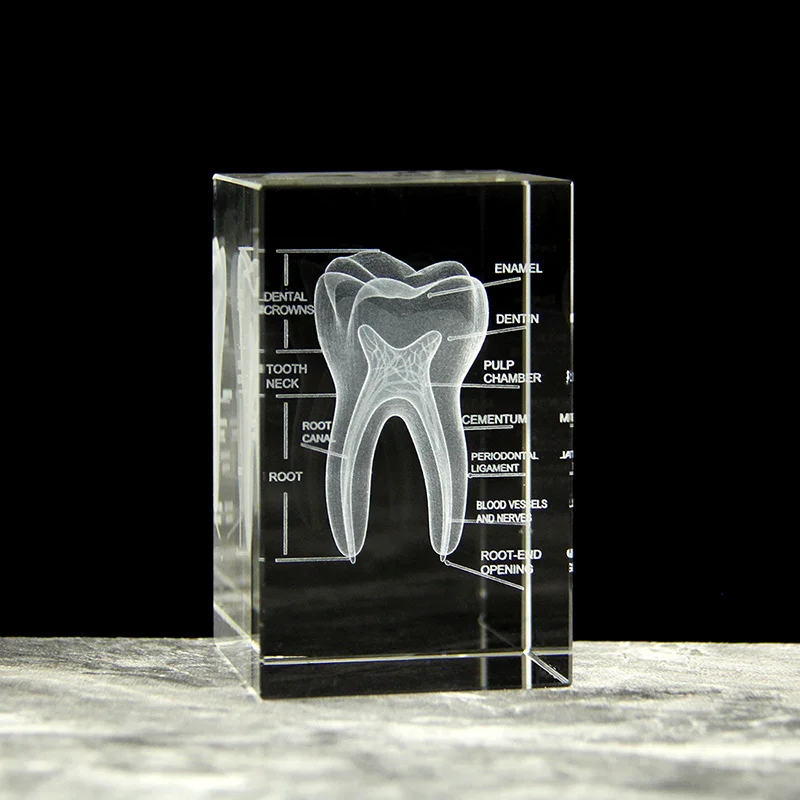 3D Crystal Teeth Cube Anatomy Model Home Decoration Craft Gifts Stomatological Dental Hospital School Souvenirs
