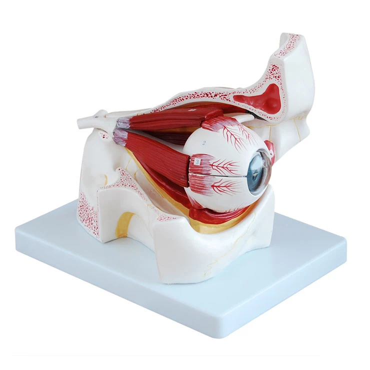 

Eye and Orbital Enlargement Model Triple Eye Anatomy Mold Human Ophthalmology Teaching Aids Eye Specimens