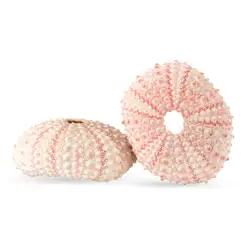 5cm-6cm Sea Shell Conch Ornament DIY Home Decoration Birthday Gift Air Shells Beach Urchins Succulent Aquarium Fish Tank Decor