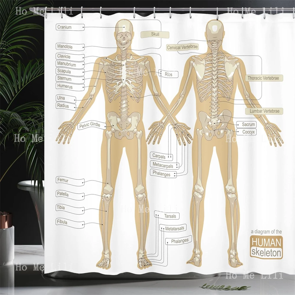 Human Anatomy Shower Curtain Diagram Of Skeleton System Titled Main Parts Of Body Joints Picture Fabric Bathroom Decor