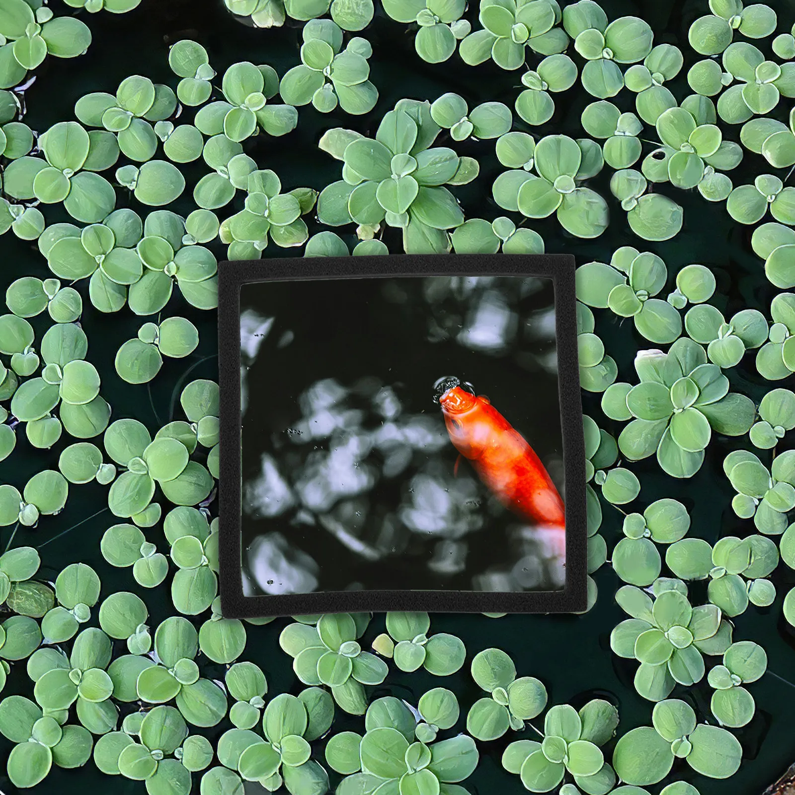 5 piezas de anillos flotantes  - Aquarium Plant Rings reseña y precio