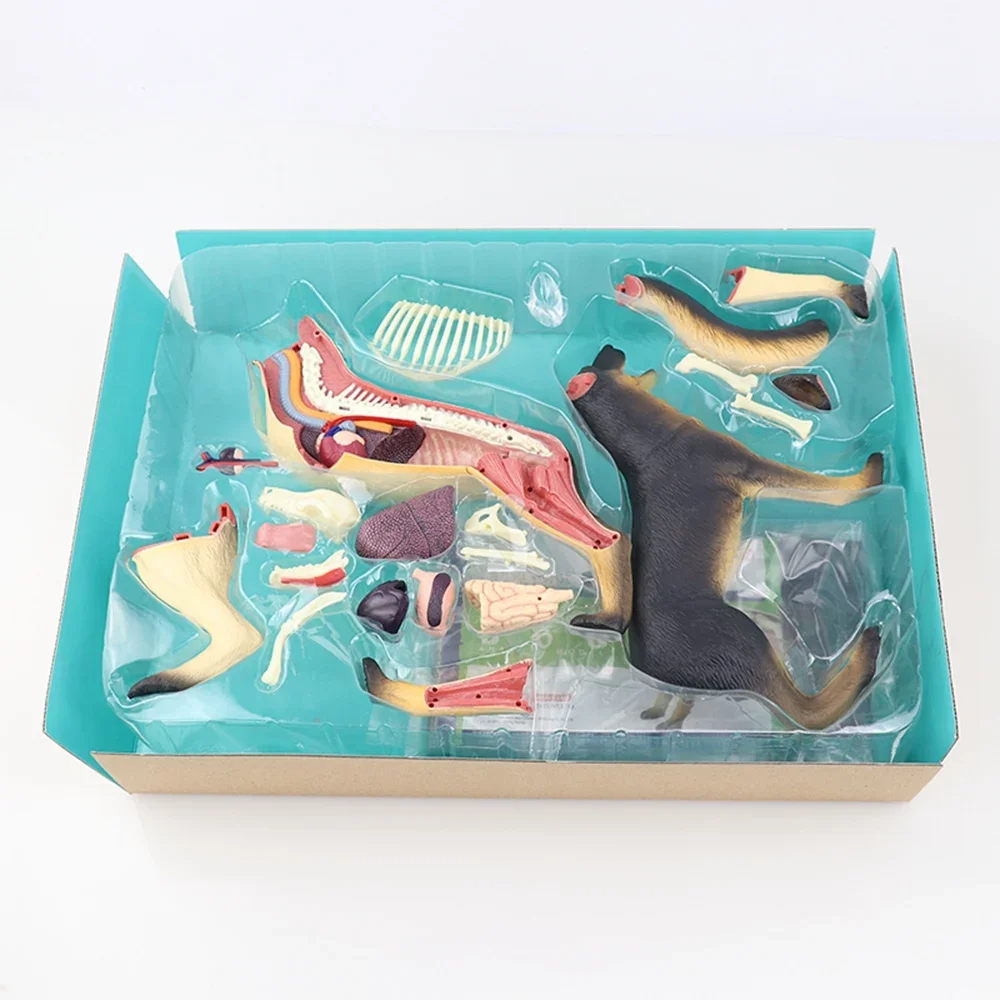 

Animal Organ Anatomy Model 4D Dog Intelligence Assembling Toy Teaching Anatomy Model DIY Popular Science Appliances HOT