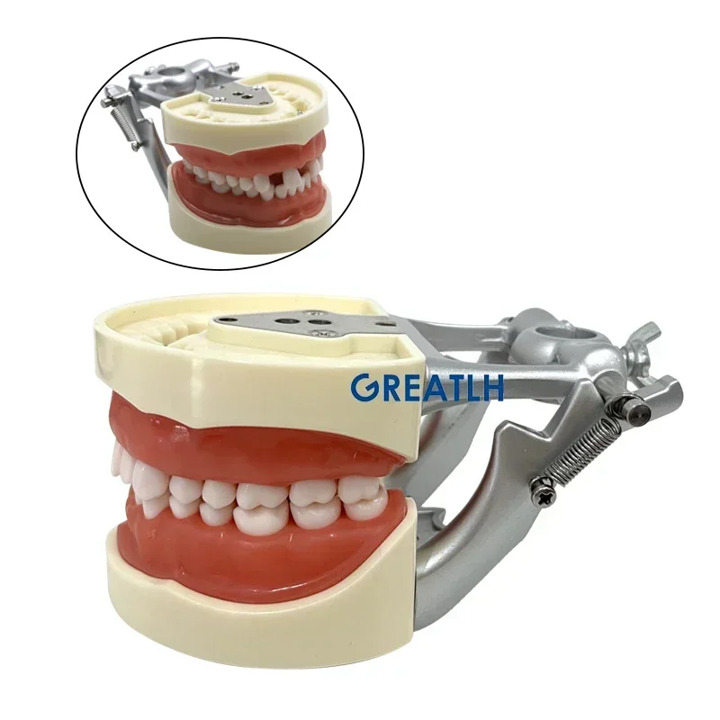 Dentists Laboratorys Tools Dentals Teeth Modentals teeth modeldels Teaching Standards teeth model