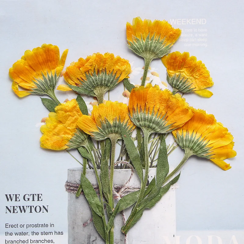 

48Pcs Marigold Flower Stems with Real Flowers, Pressed Flowers, Handmade DIY Material Kit, Bookmarks, Resin Phone Cases, Plant Specimens, Dried Flowers, Pressed Flower Accessories