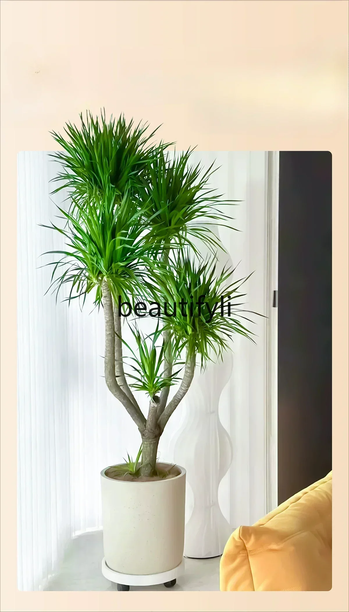 

YHH A33 Long Asparagus Dragon Iron Tree Living Room Green Plants Large Dracaena Plants Potted Plants