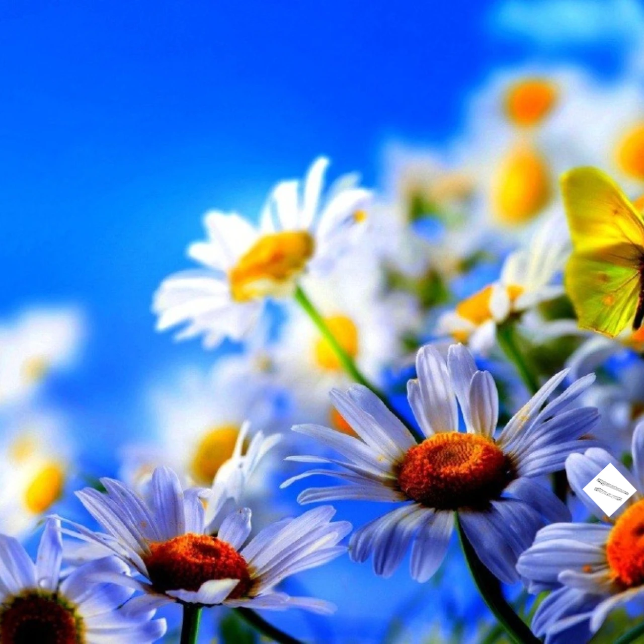 

Усиленные передние и задние крепления шасси из сплава GPM 7075 для ARRMA 1/8 Kraton 6S EXB V6