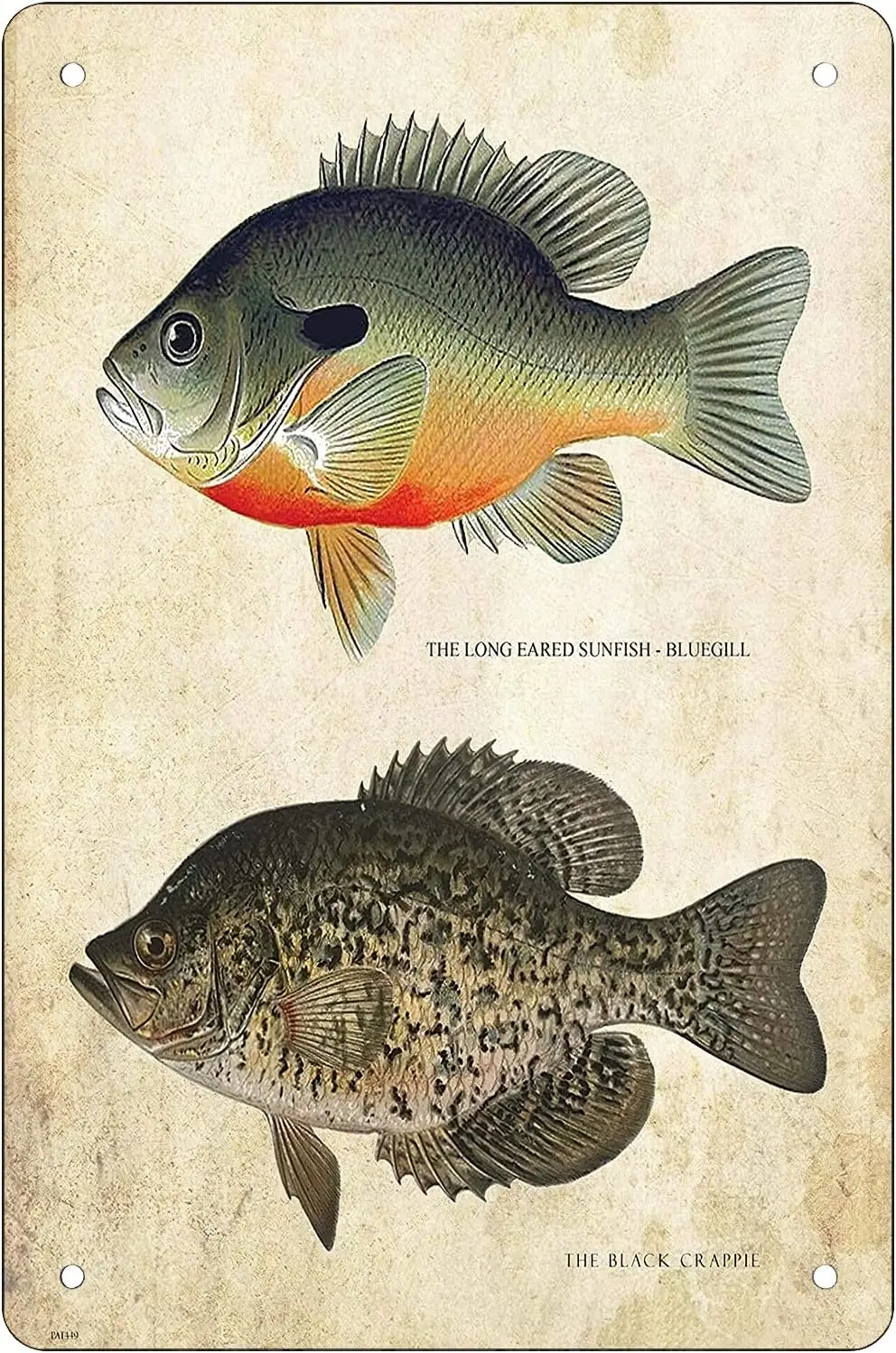 Retro Funny Metal Sheet Signs Bluegill Crappie, Wall Decoration, size:8 x 12