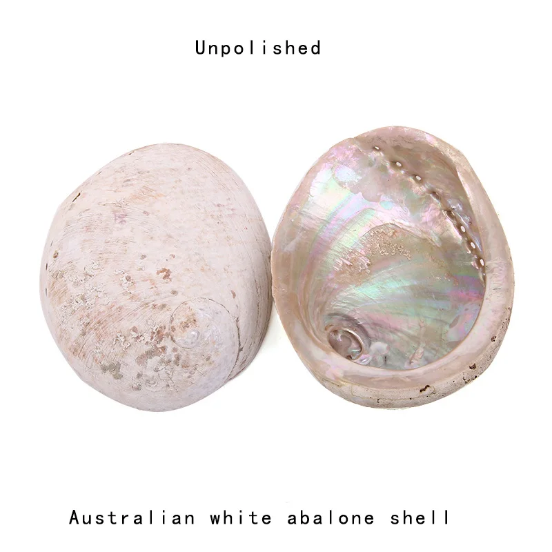 12-16CM Natural New Zealand Abalone Shell Seashell Beach Wedding Decoration for Home Aquarium DIY Jewelry Making Material Crafts