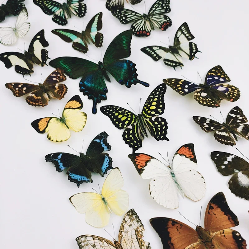 Real Butterfly Specimen Insect Specimen Teaching Specimen DIY Self-sealing Bags Optional Varieties  home accessories