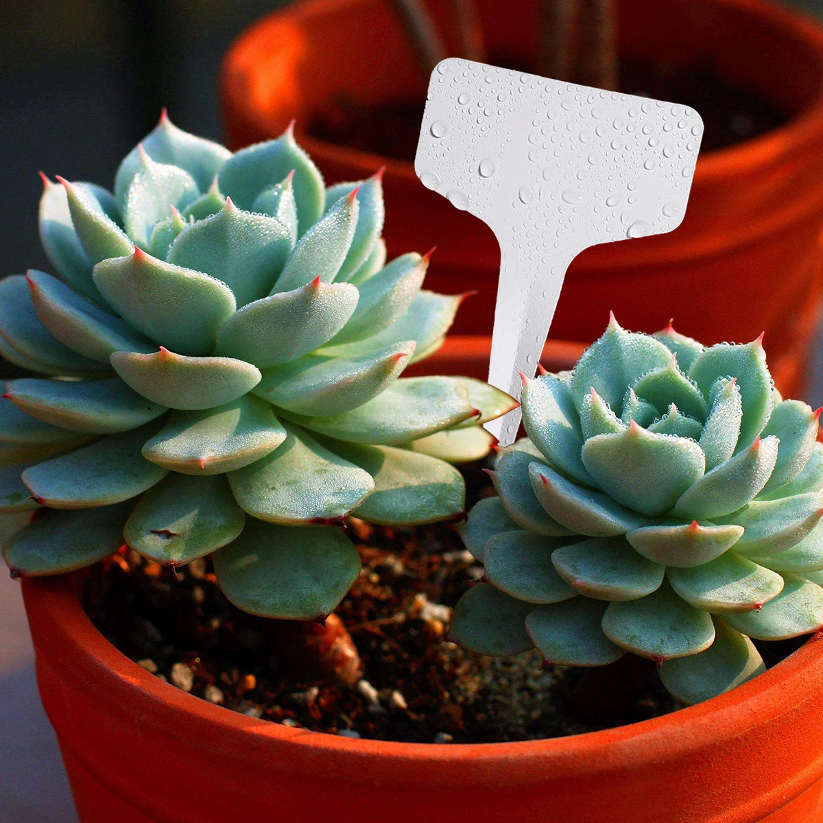 

100 Pcs Gardening Label Plastic Plants Labels Sign Tag for Tags Waterproof Marker Stickers Tabs T-type Name