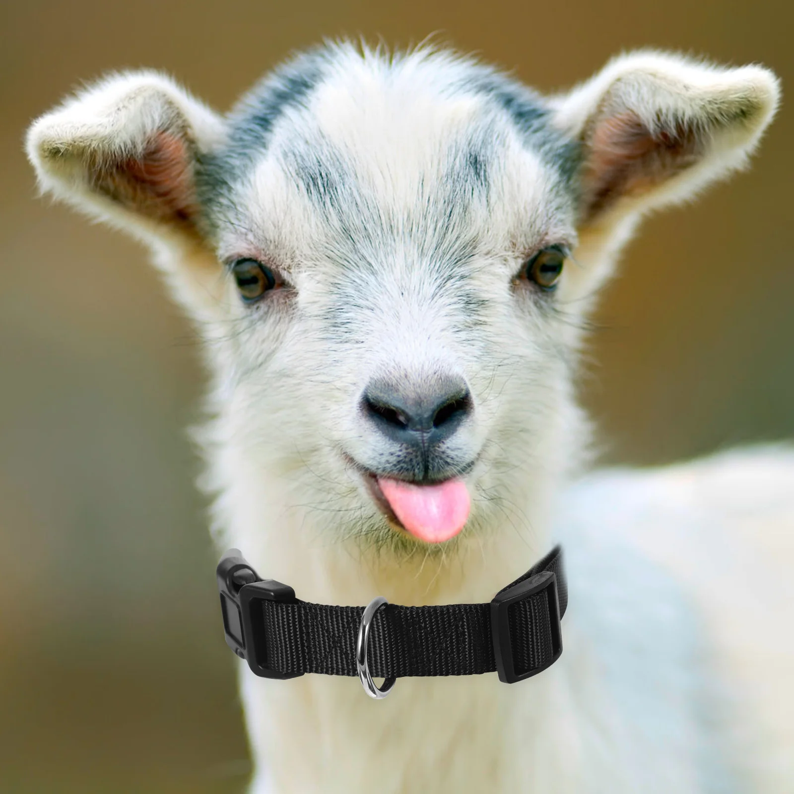 

Pet Collar Goat Halters Leads Big for Goats Adjustable Sheep Collars Calf Animal Cow