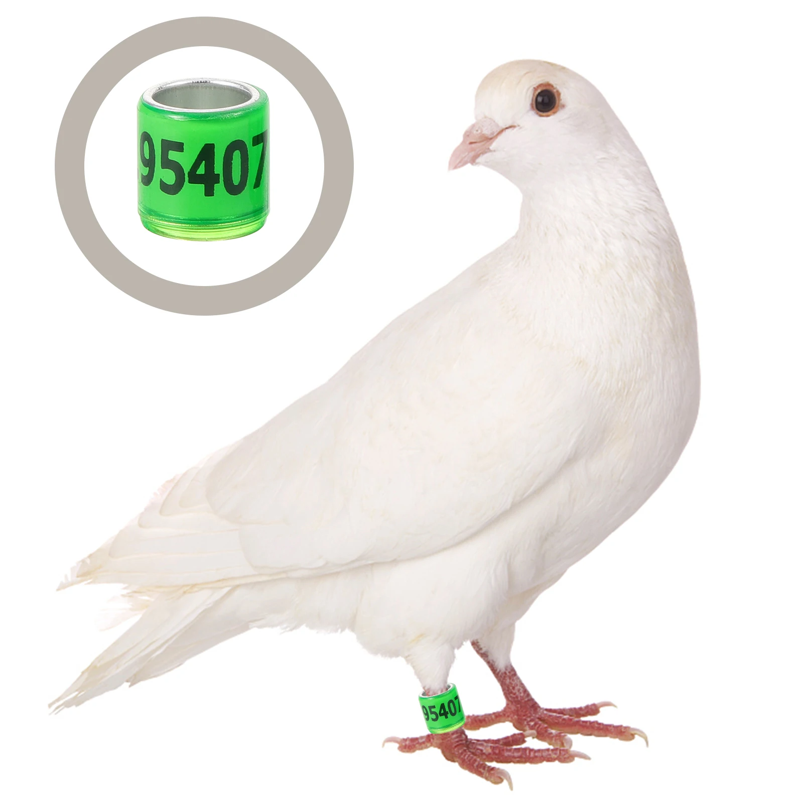 

100 Pcs Pigeon Identify Rings Racing Anklet Plane Leg Pigeons Numbered Bird Bands