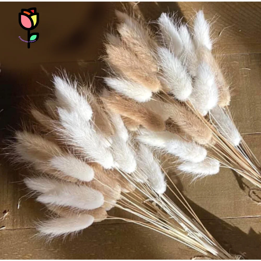 

55Pcs Natural Mixed BunnyTail Grass Bouquet Wedding Floral Decoration Dried Flowers Lagurus Ovatus Home Decor Pampas Photo Props