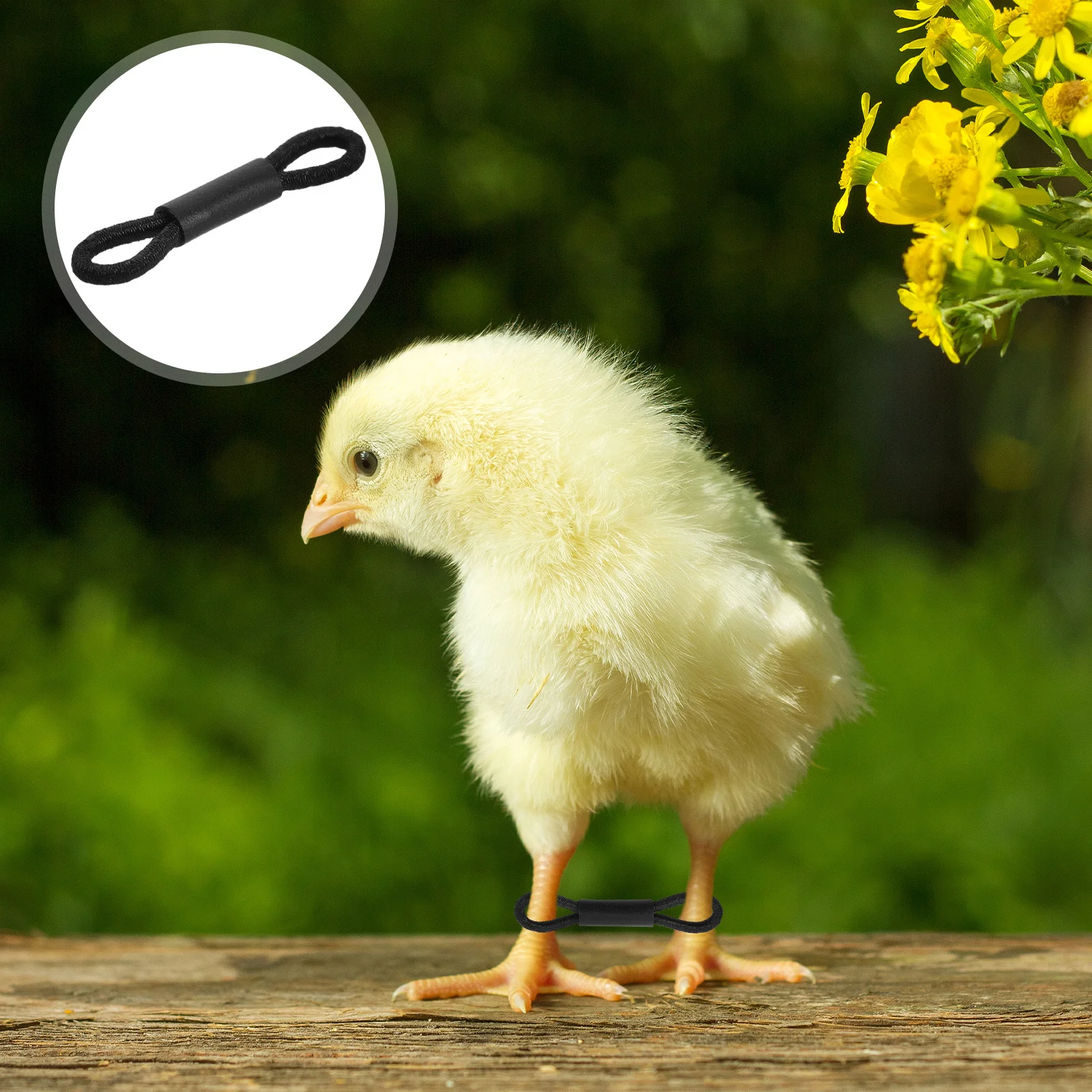 

100Pcs Chick Leg Bands Elastic Soft Splay Leg Brace Baby Poultry Identification Rings for Small Birds Elastic Bands for Crafts