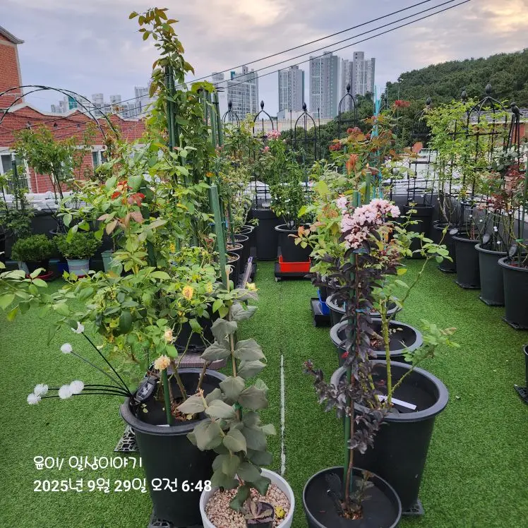 구매후기