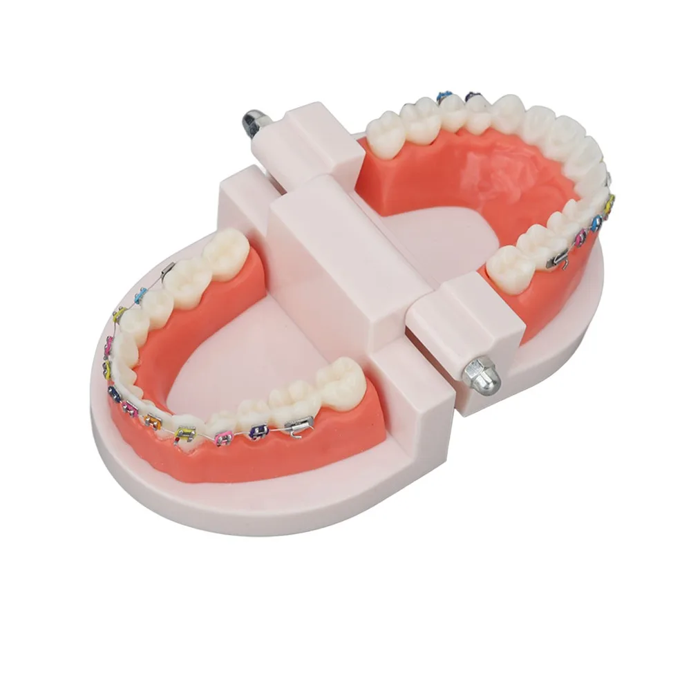 Standard Dental Typodont Teeth Model Demonstration Adult Typodont Orthodontic Metal Bracket Adult Typodont Model